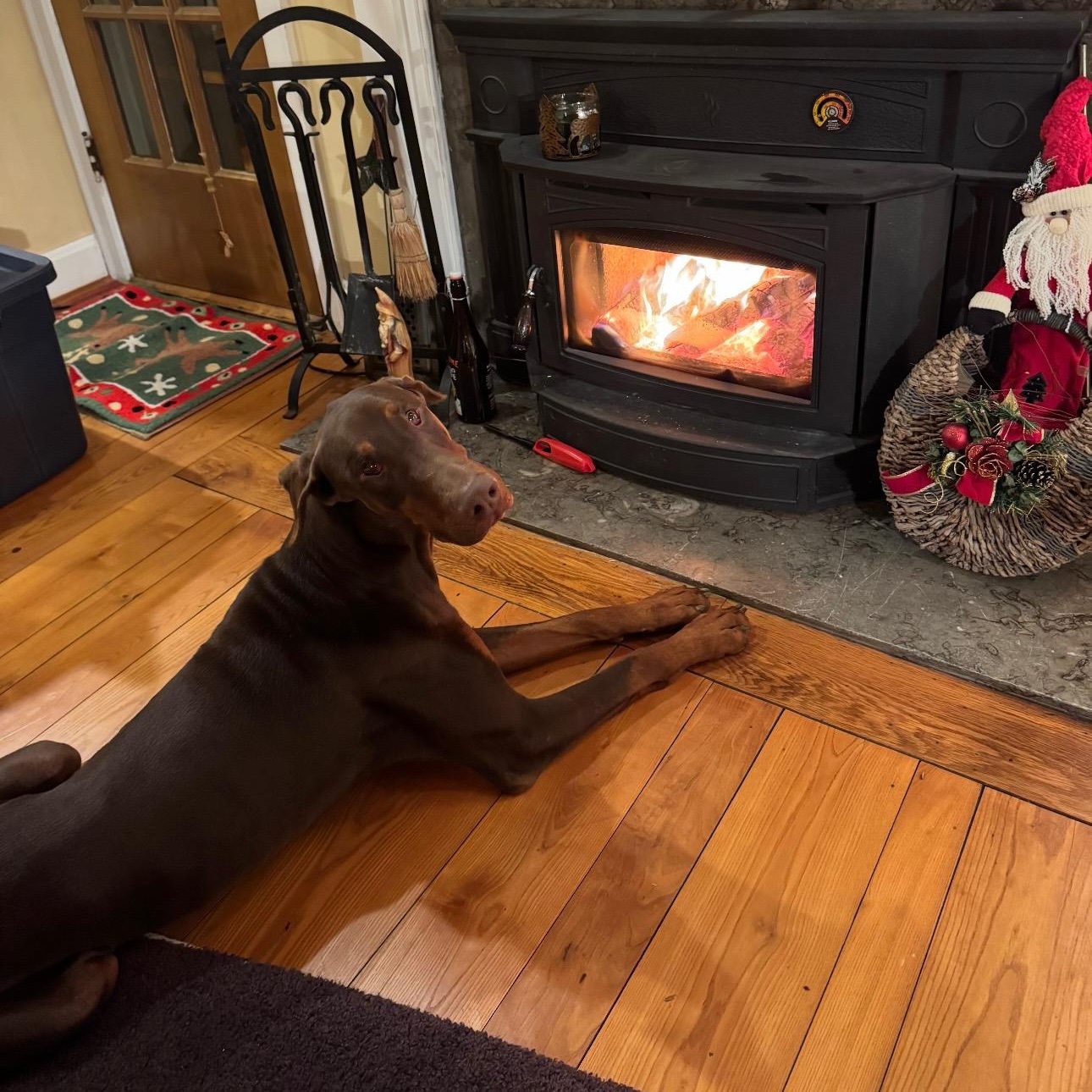 Enlarge Redmond, a ADOPTABLE Doberman Pinscher in Columbus, OH image 3/3