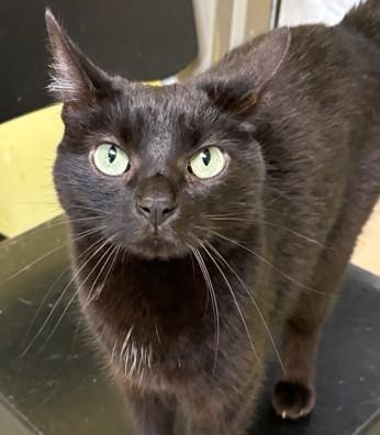 Zilla, adopted, Adult Female Domestic Short Hair.