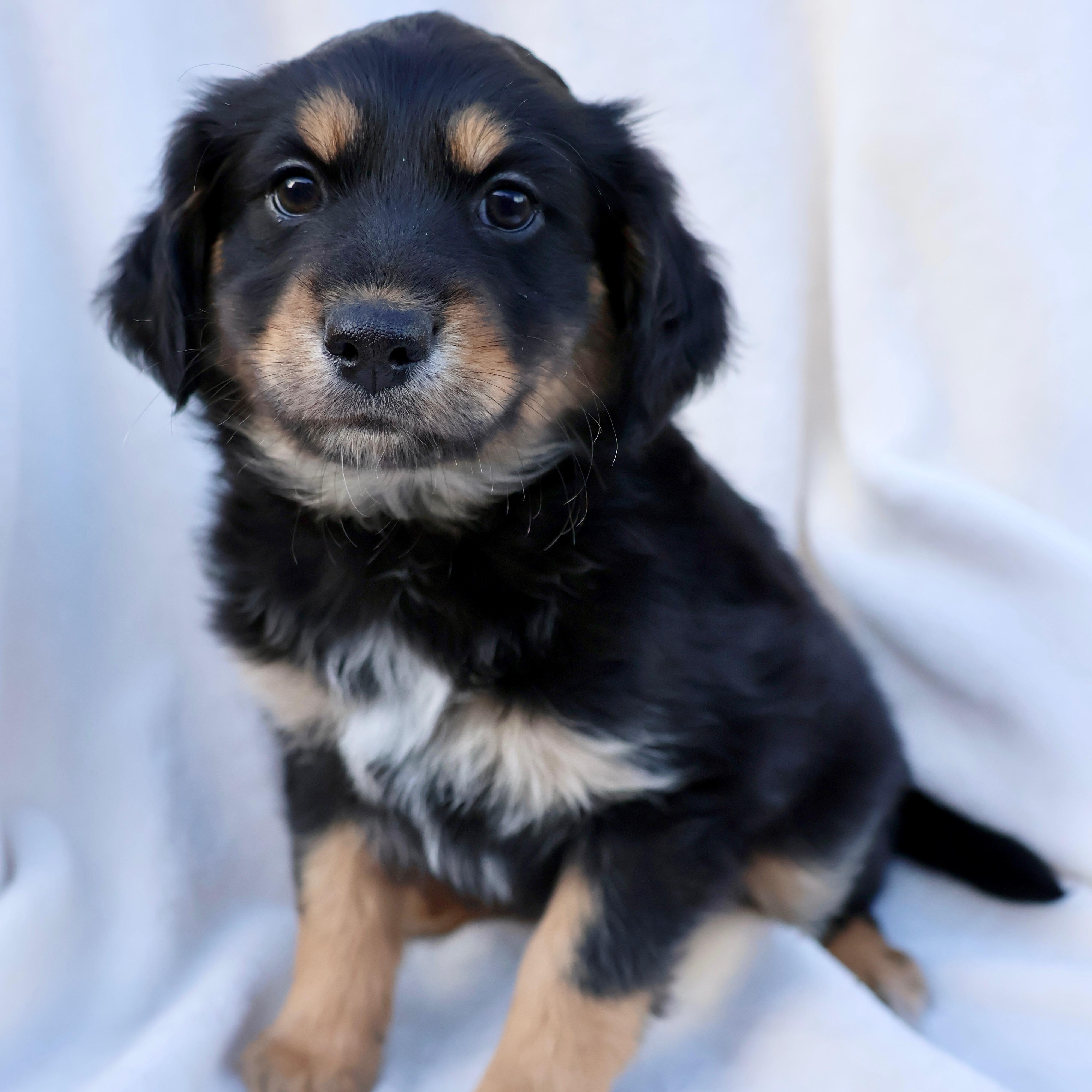 Enlarge Wrigley, a ADOPTABLE mixed breed in Fort Collins, CO image 1/2