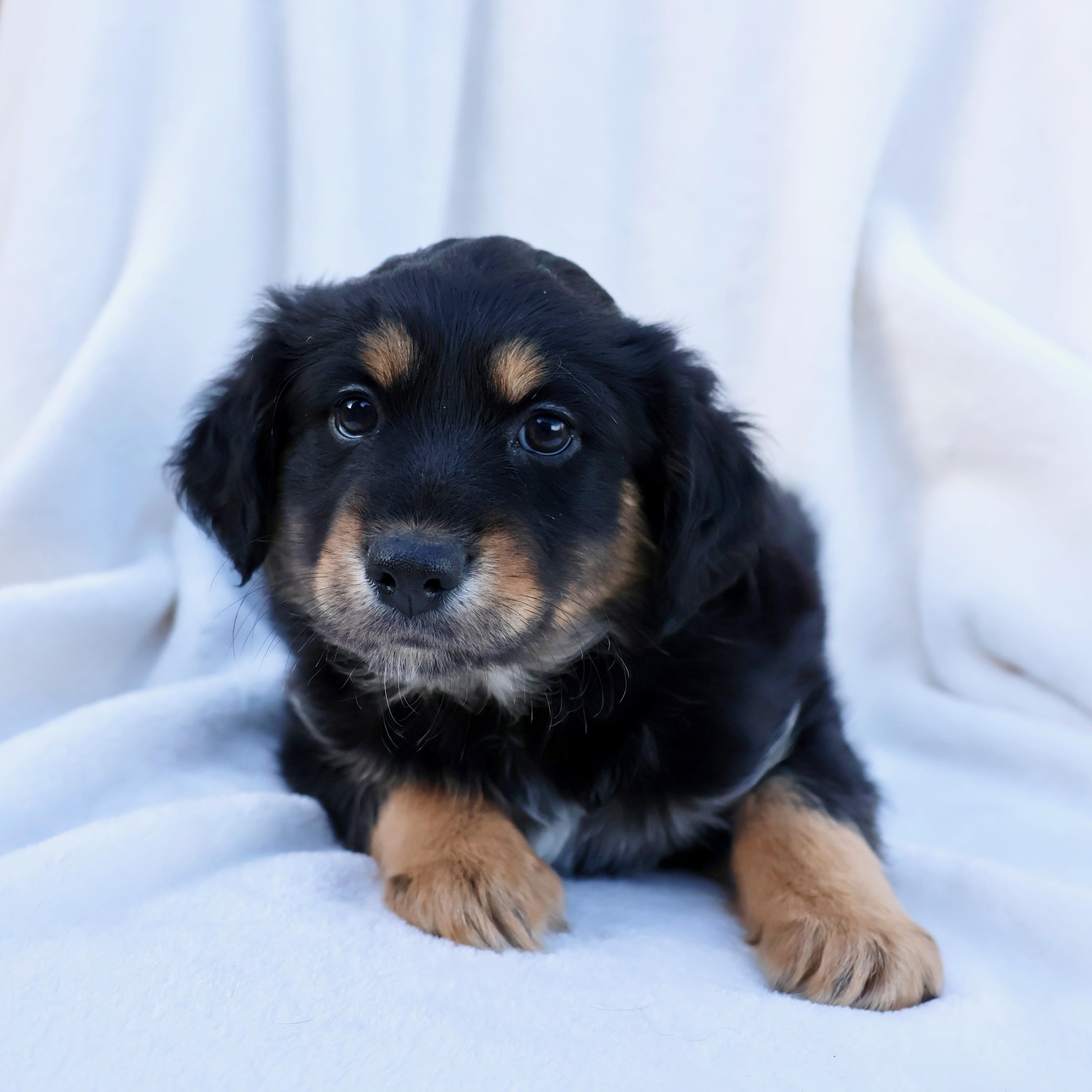 Enlarge Wrigley, a ADOPTABLE mixed breed in Fort Collins, CO image 2/2