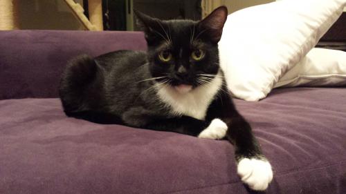 Bootsy, an adoptable American Shorthair in Santa Monica, CA_image-1