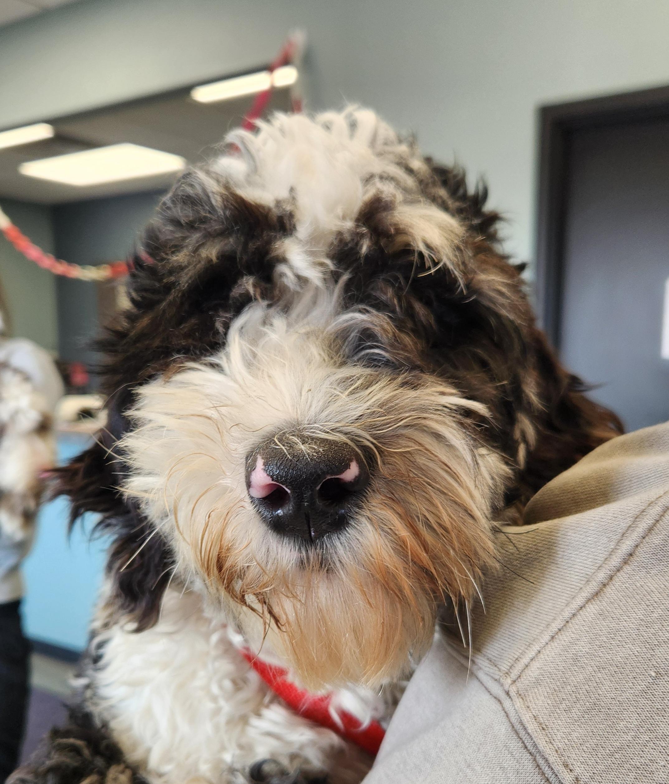 GiGi, an adopted Bernedoodle in Liberty Center, OH image 3/6