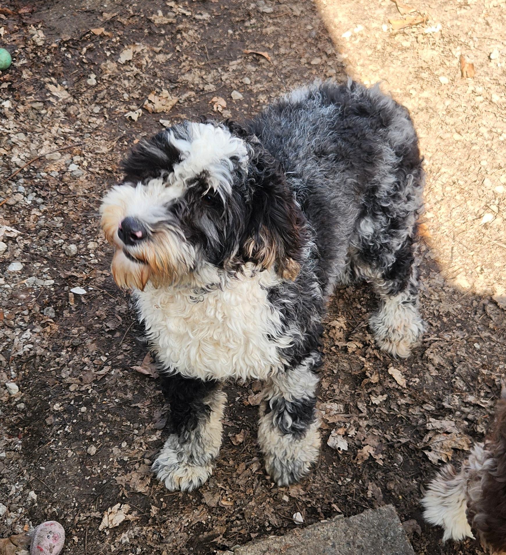 GiGi, an adopted Bernedoodle in Liberty Center, OH image 6/6