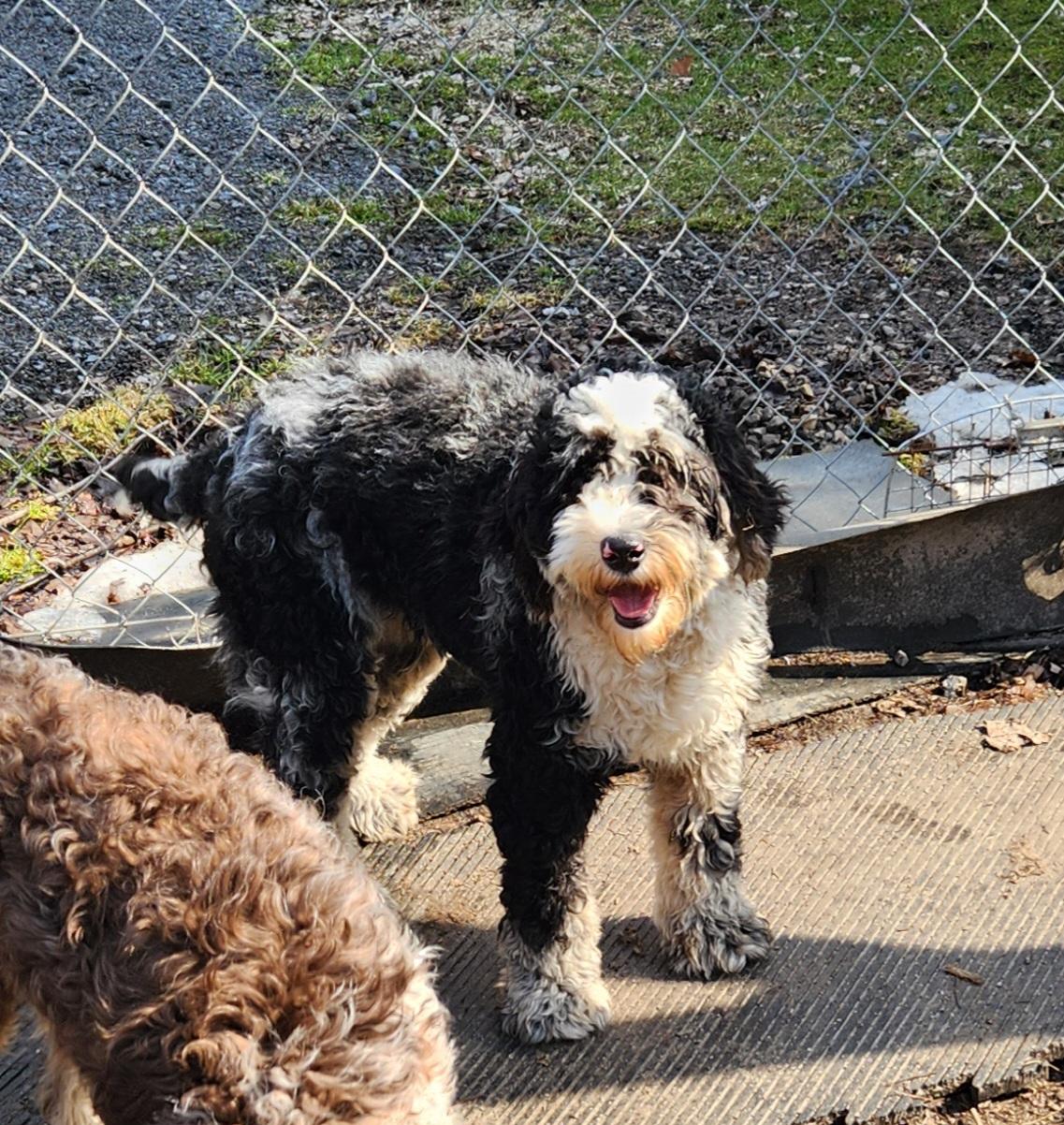 GiGi, an adopted Bernedoodle in Liberty Center, OH image 4/6