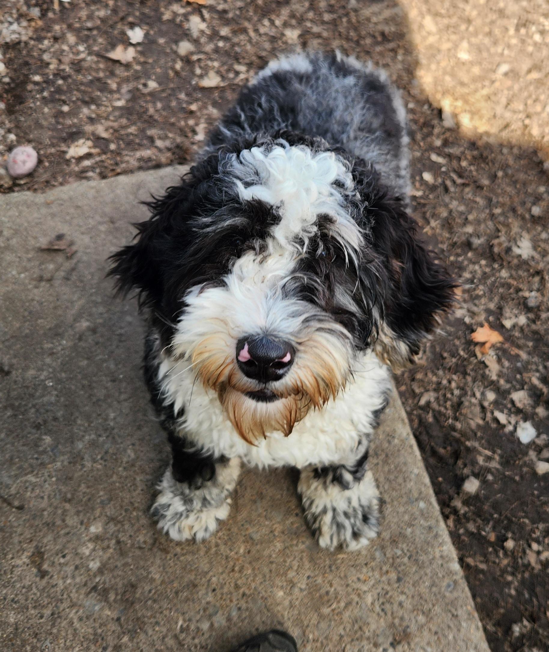 GiGi, adopted, Young Female Bernedoodle.