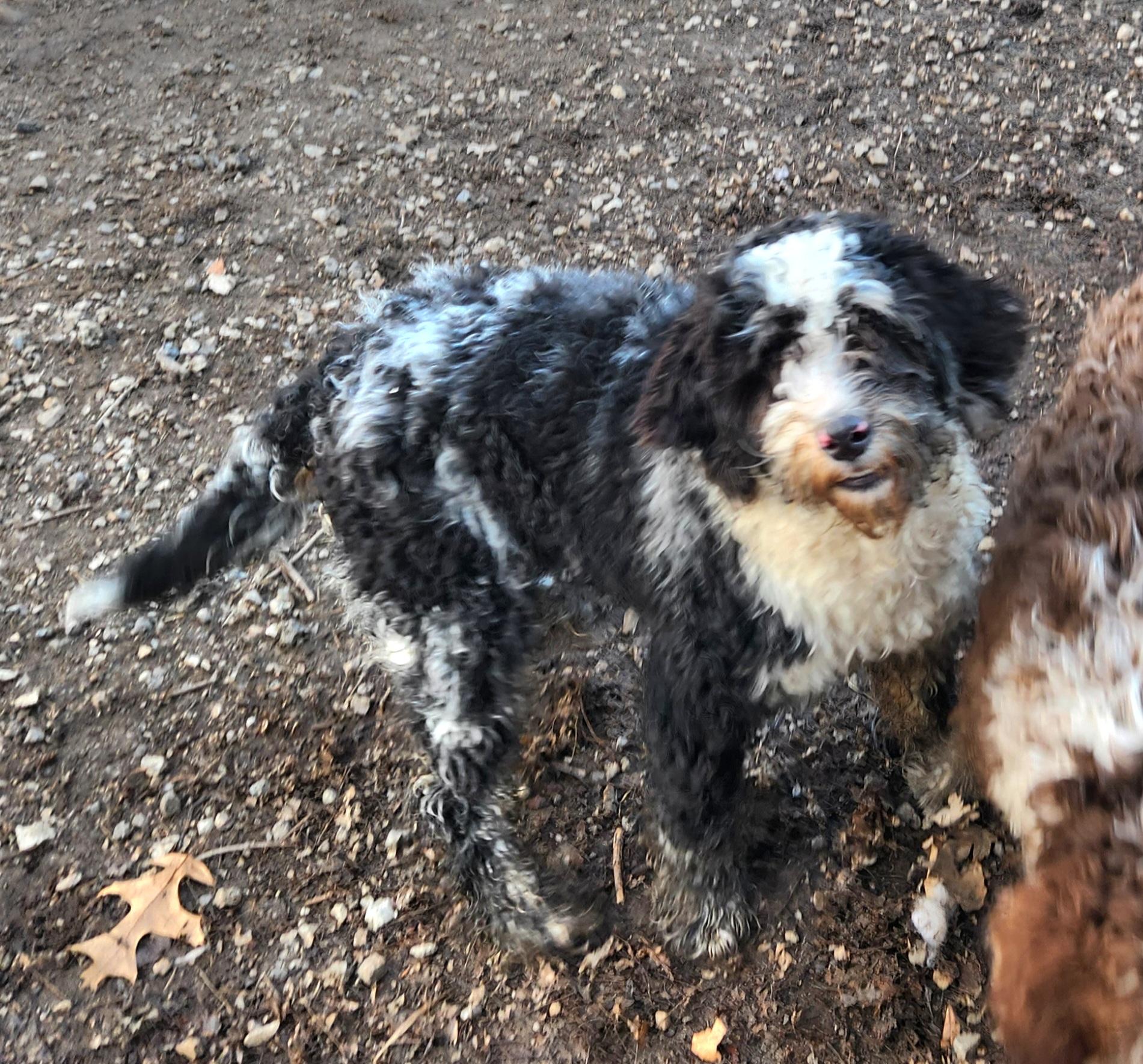 GiGi, an adopted Bernedoodle in Liberty Center, OH image 5/6