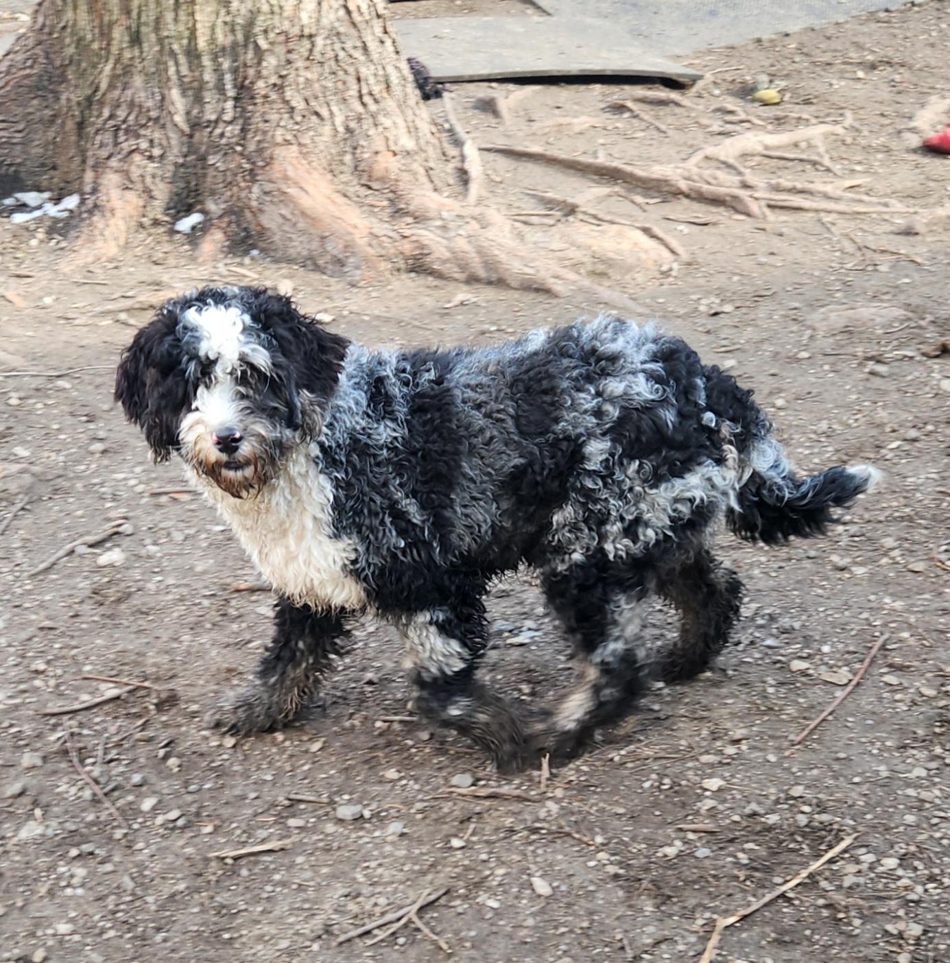 GiGi, an adopted Bernedoodle in Liberty Center, OH image 2/6