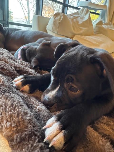 Bambi, Adoptable, Puppy Female Pit Bull Terrier.