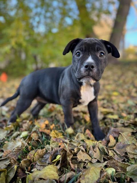 Bambi, a Adoptable mixed breed in Niles, IL image 2/6