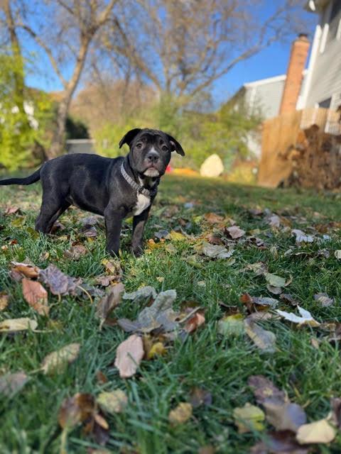 Bambi, a Adoptable mixed breed in Niles, IL image 3/6