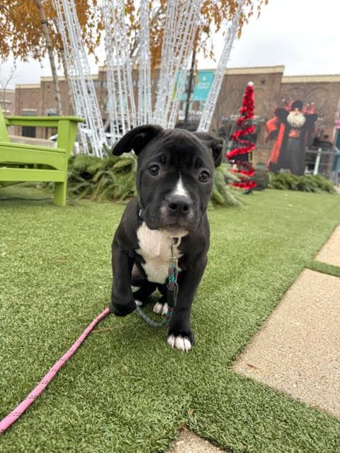 Bambi, a Adoptable mixed breed in Niles, IL image 4/6