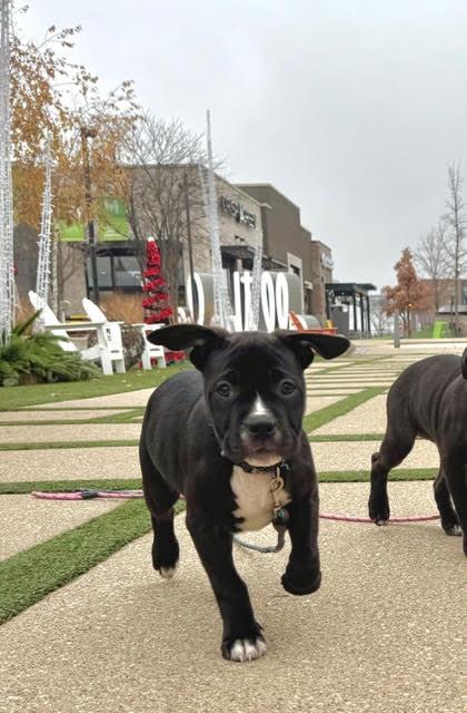 Bambi, a Adoptable mixed breed in Niles, IL image 5/6