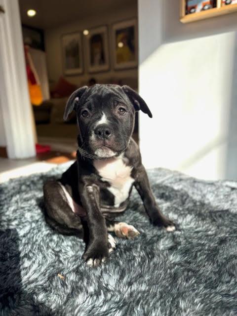 Bambi, a Adoptable mixed breed in Niles, IL image 6/6