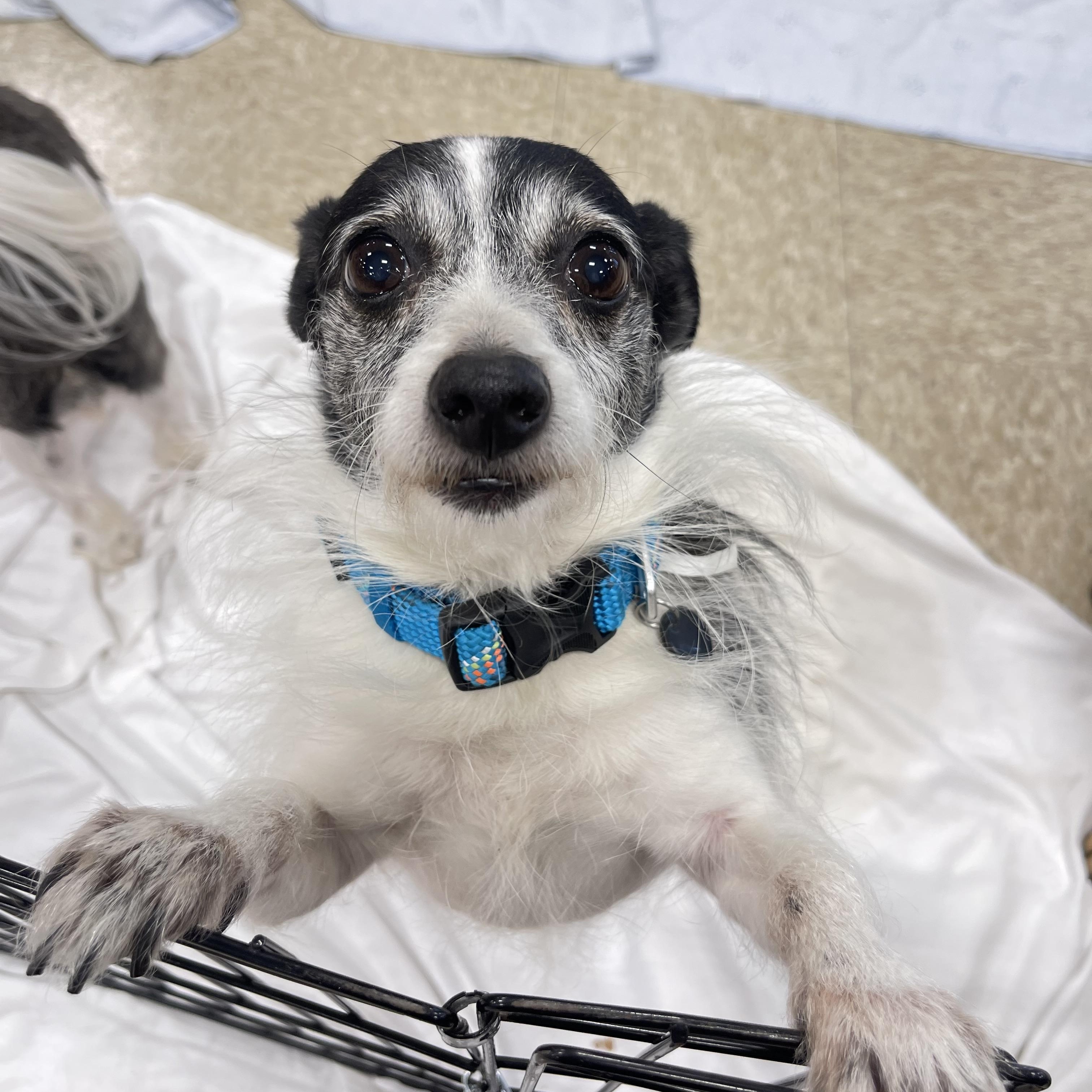 Enlarge Adam, a Adopted mixed breed in Winter, WI image 1/2