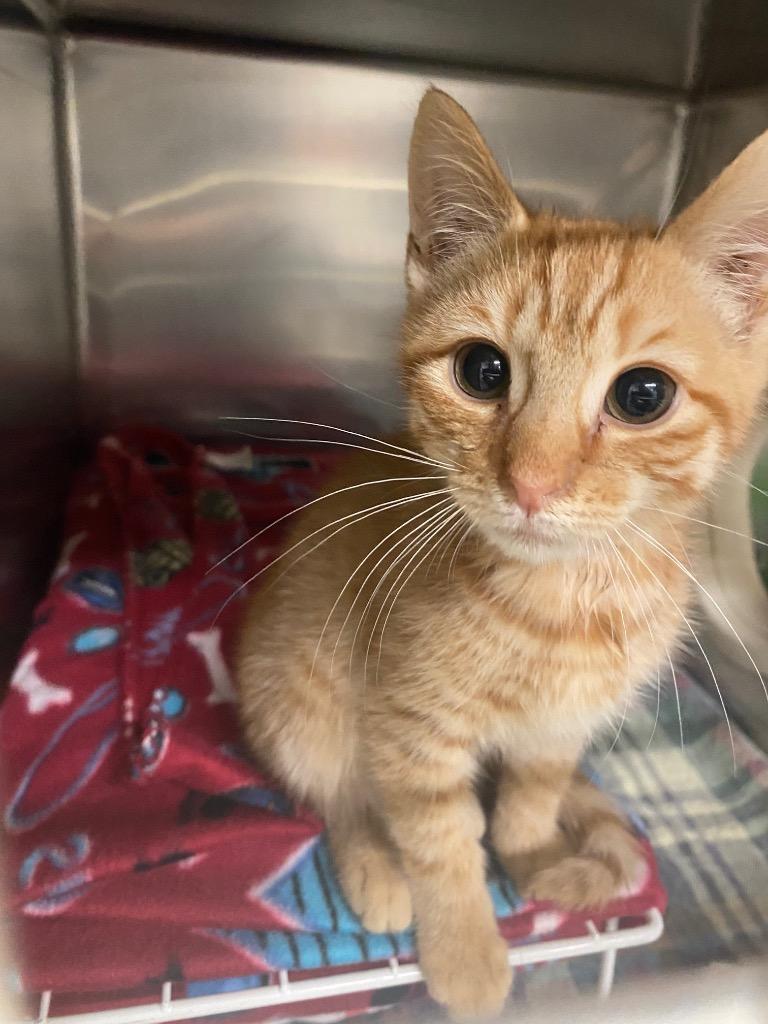 Enlarge Kidney, a Adoptable mixed breed in Blountville, TN image 1/1