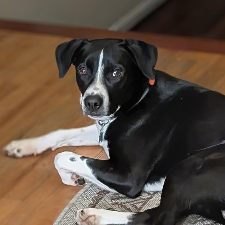 Enlarge Pax, an adopted mixed breed in Potomac, MD image 1/3