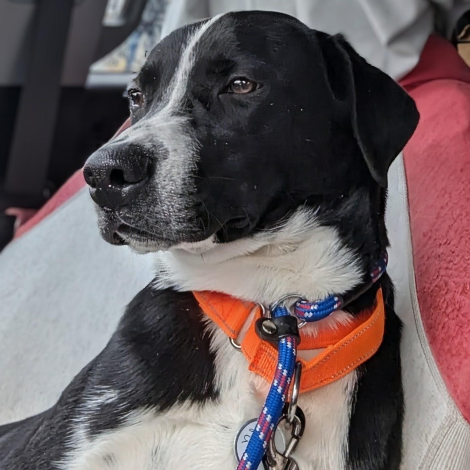 Enlarge Pax, an adopted mixed breed in Potomac, MD image 3/3