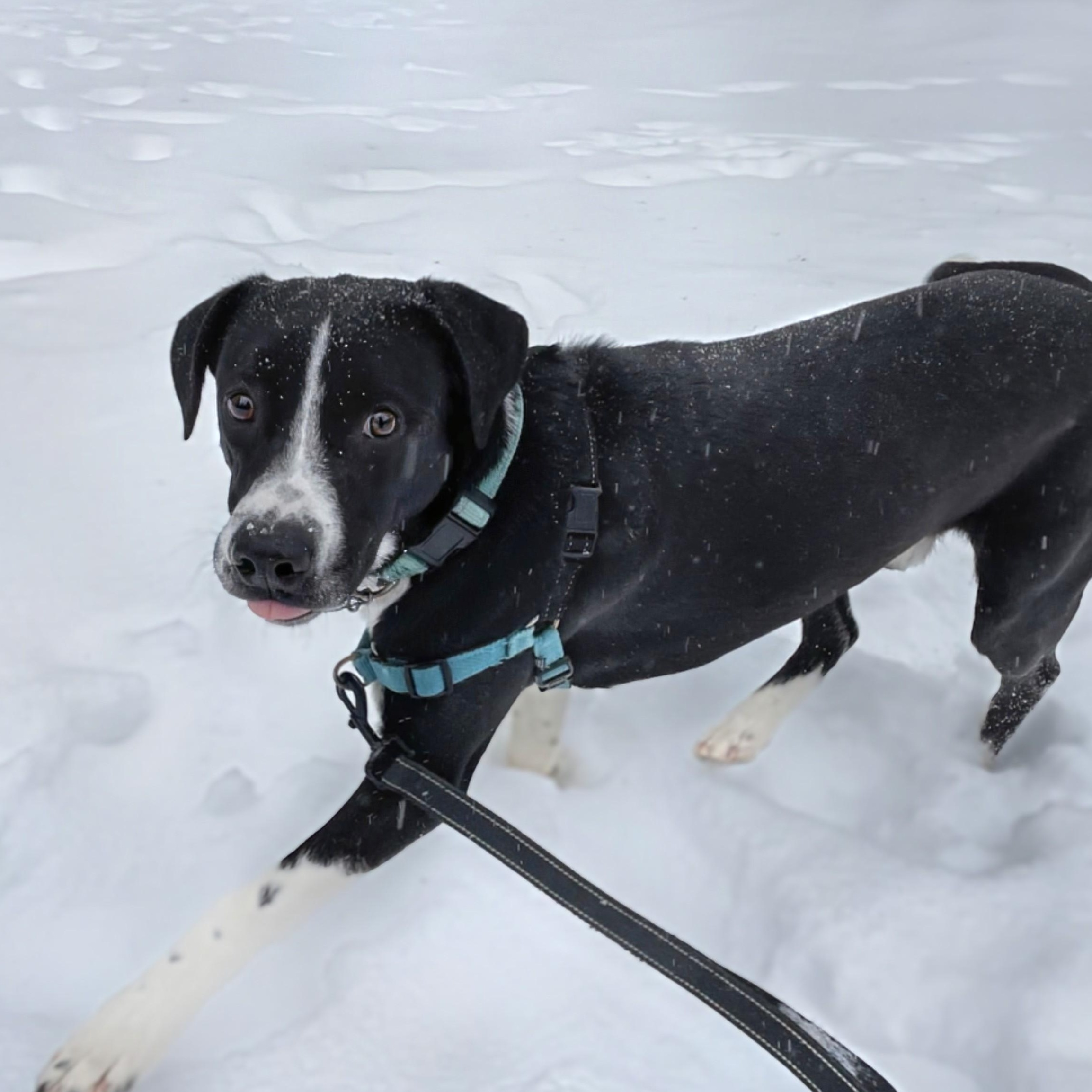 Enlarge Pax, an adopted mixed breed in Potomac, MD image 2/3