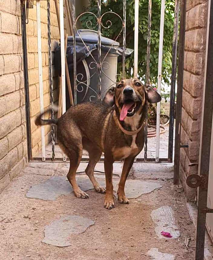 Polly (3), Adoptable, Adult Female Labrador Retriever.
