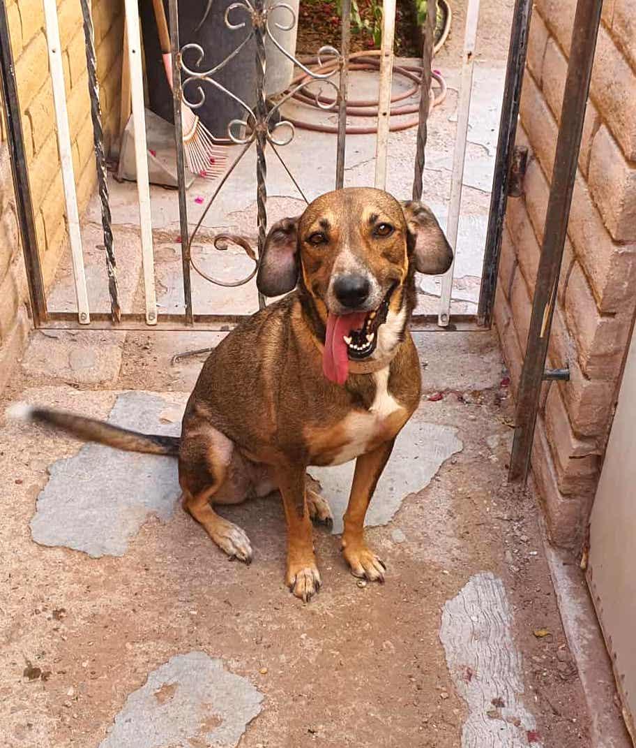Polly (3), an adoptable Labrador Retriever in Mexicali, BCN, 21280 | Photo Image 4