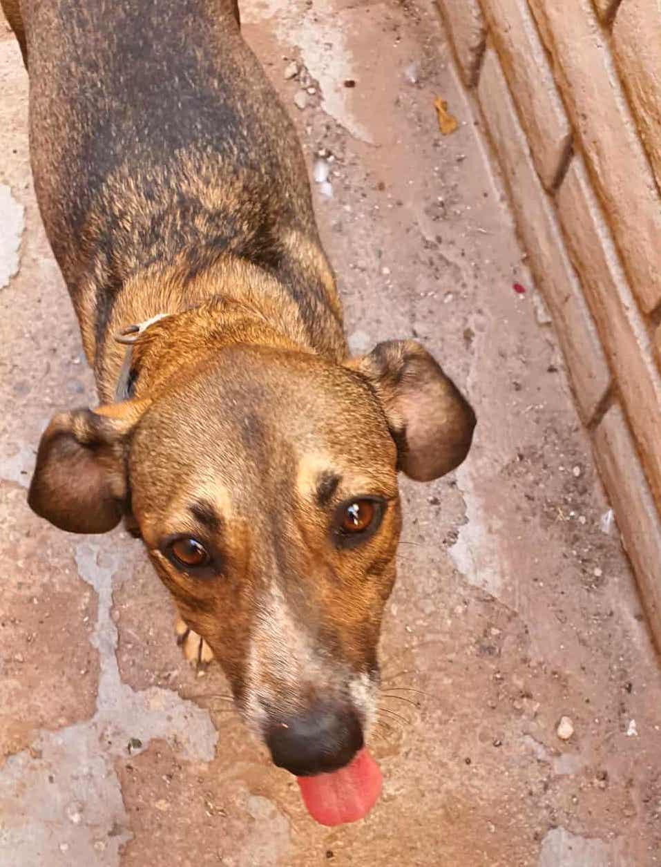 Enlarge Polly (3), a Adoptable mixed breed in Mexicali, BCN image 3/5