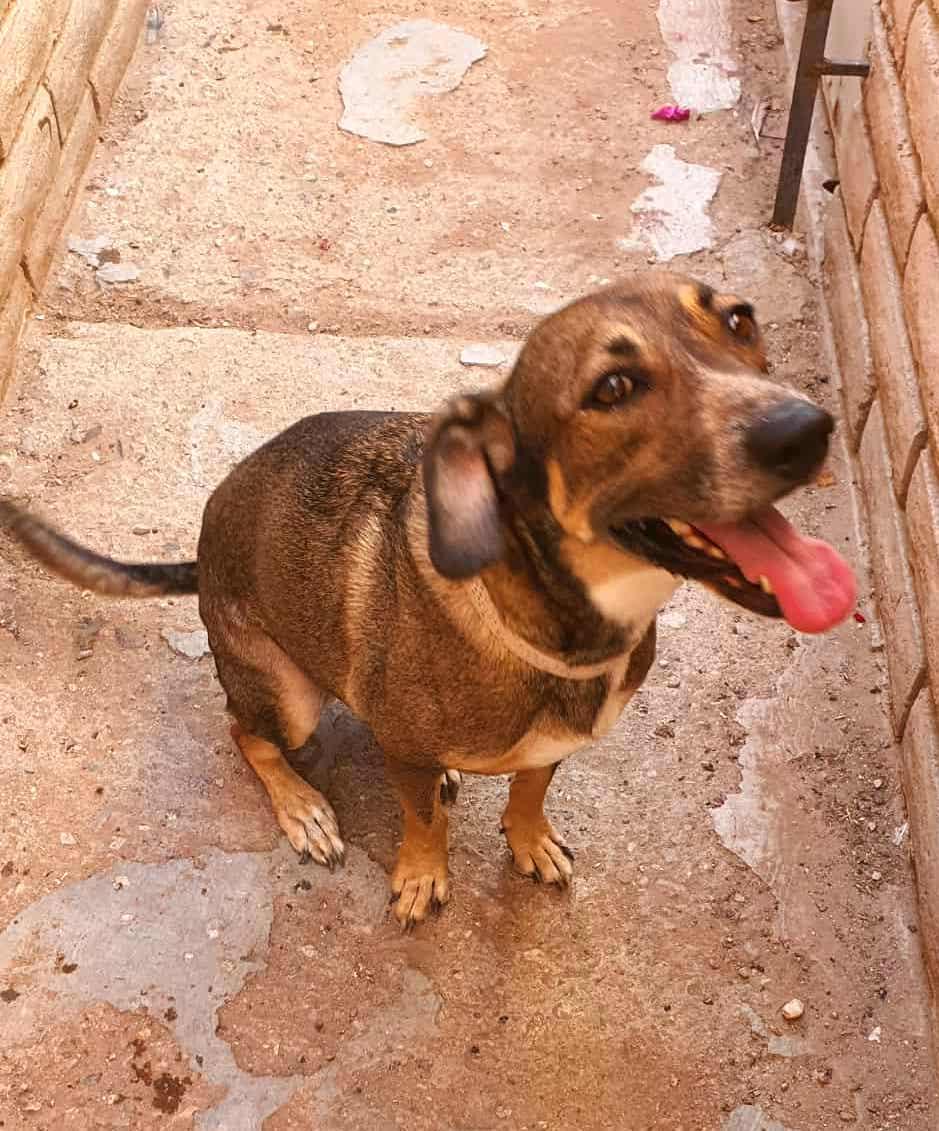 Polly (3), an adoptable Labrador Retriever in Mexicali, BCN, 21280 | Photo Image 2