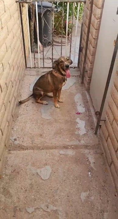 Enlarge Polly (3), a Adoptable mixed breed in Mexicali, BCN video 5/5