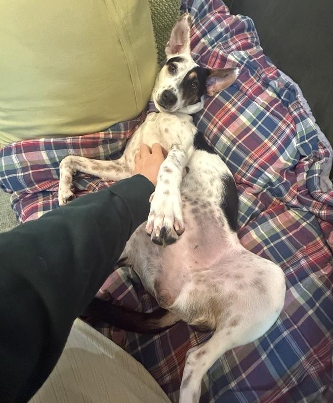 Enlarge Lilah, an adopted mixed breed in Brooklyn, NY image 2/5
