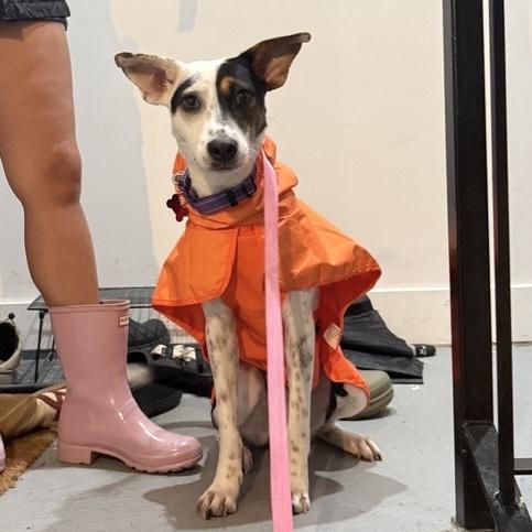 Enlarge Lilah, an adopted mixed breed in Brooklyn, NY image 5/5