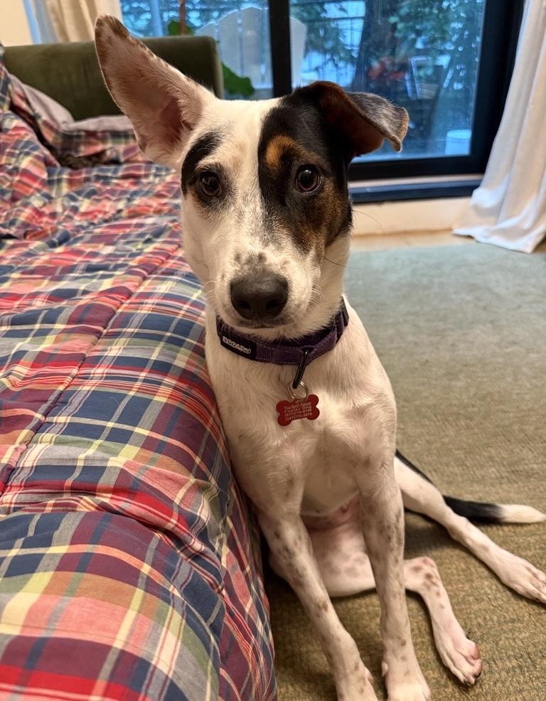 Enlarge Lilah, an adopted mixed breed in Brooklyn, NY image 3/5