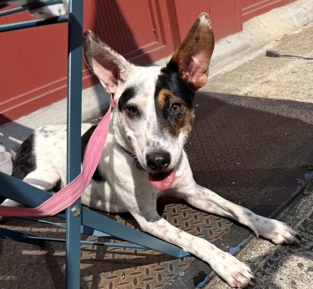Enlarge Lilah, an adopted mixed breed in Brooklyn, NY image 4/5