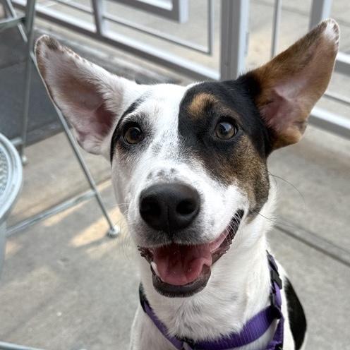 Lilah, adopted, Young Female Labrador Retriever & Lancashire Heeler.