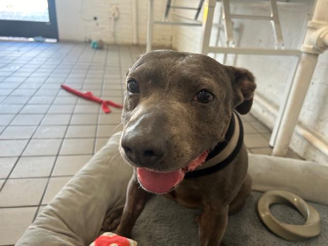 Flower, a Adoptable mixed breed in New York, NY image 2/6