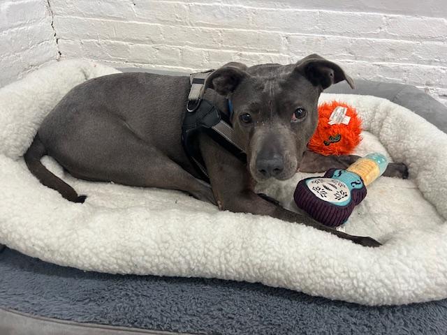 Flower, a Adoptable mixed breed in New York, NY image 5/6