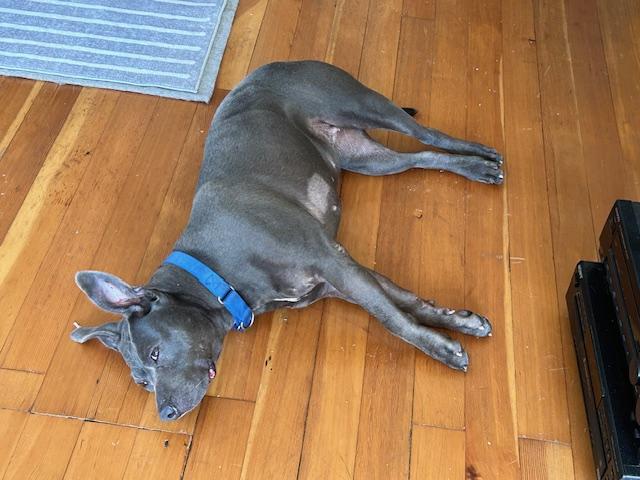 Flower, a Adoptable mixed breed in New York, NY image 3/6