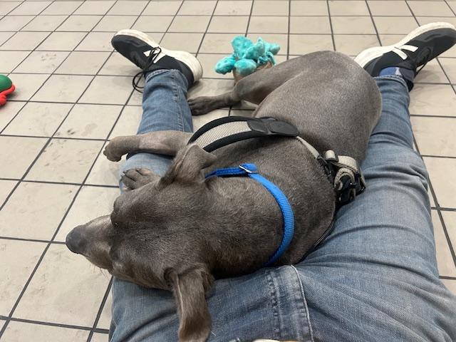 Flower, a Adoptable mixed breed in New York, NY image 4/6