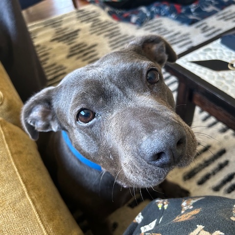 Flower, a Adoptable mixed breed in New York, NY image 1/6