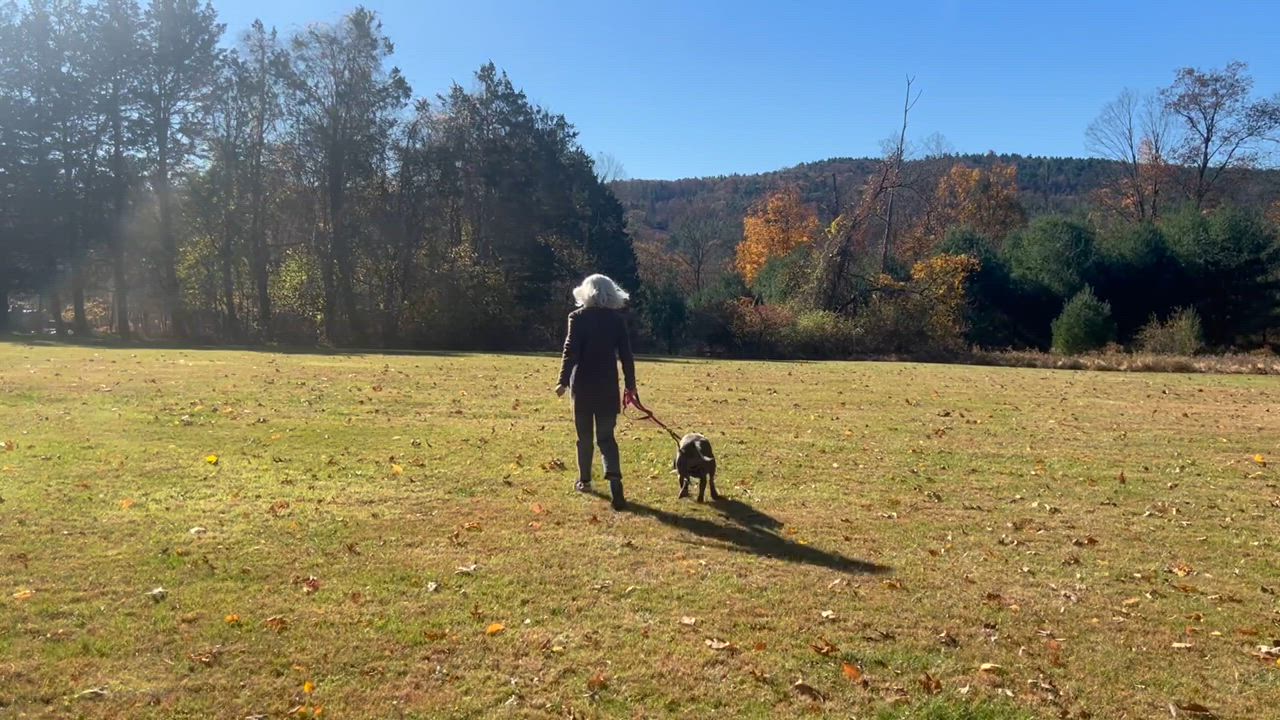 Enlarge Flower, a Adoptable mixed breed in New York, NY video 6/6