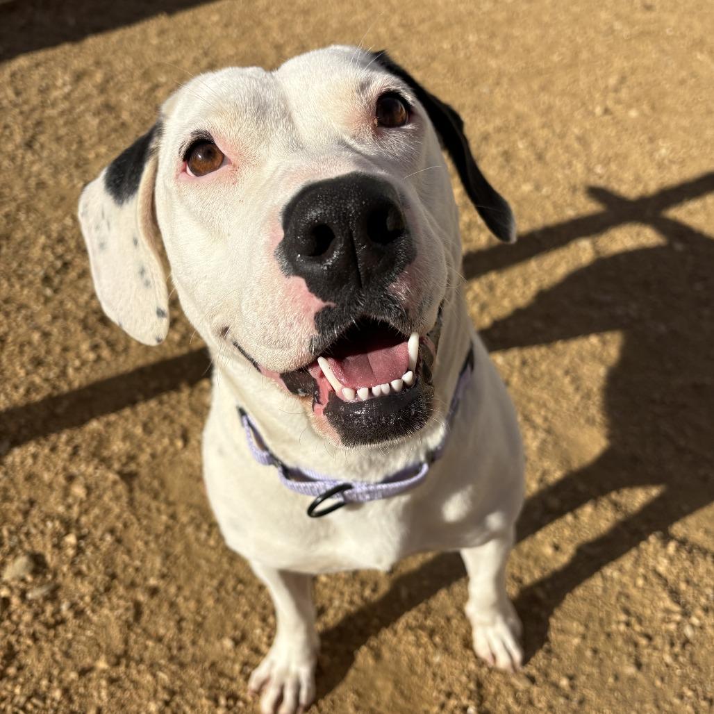 Enlarge Crysta, a Adoptable Mixed Breed in Bentonville, AR image 2/4