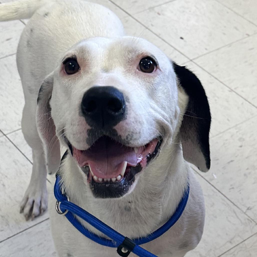 Enlarge Crysta, a Adoptable Mixed Breed in Bentonville, AR image 3/4