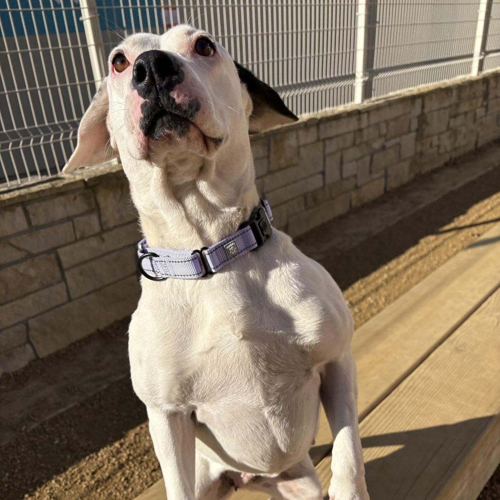 Enlarge Crysta, a Adoptable Mixed Breed in Bentonville, AR image 4/4