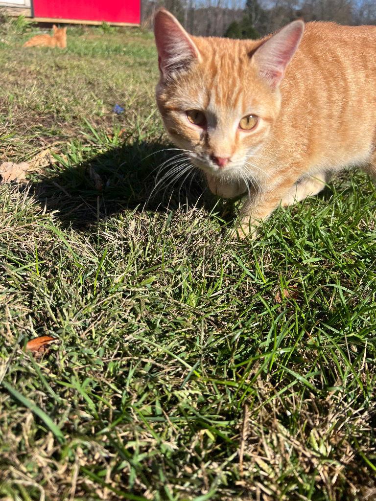 Garrett, Adoptable, Young Male Domestic Short Hair.