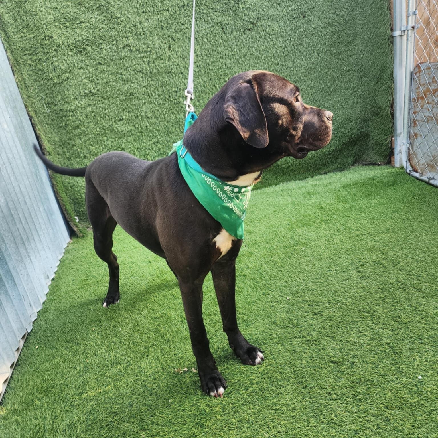 Babe Ruth — thumbnail 6