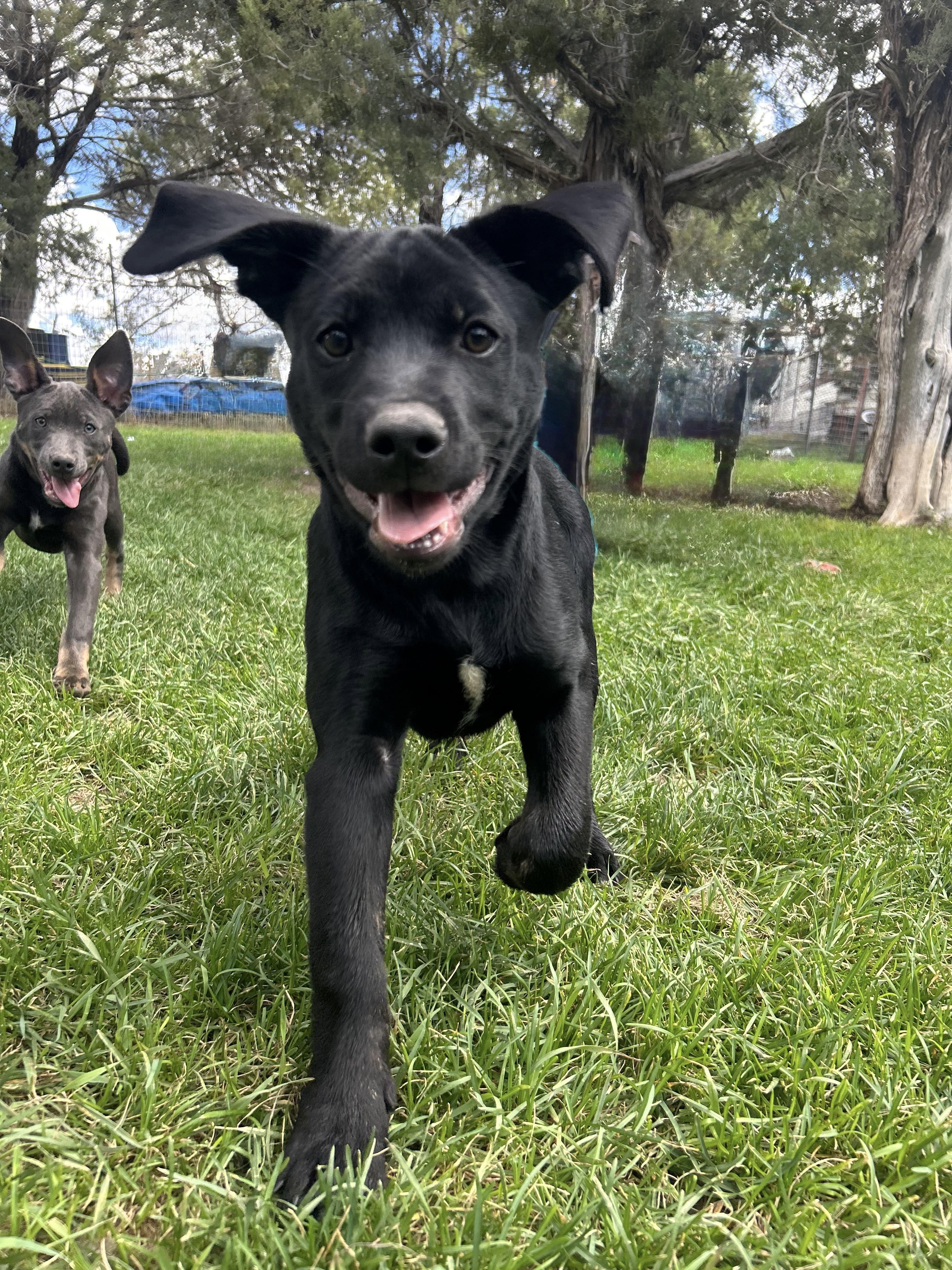 Obsidian, Adopted, Puppy Male Labrador Retriever & American Staffordshire Terrier.