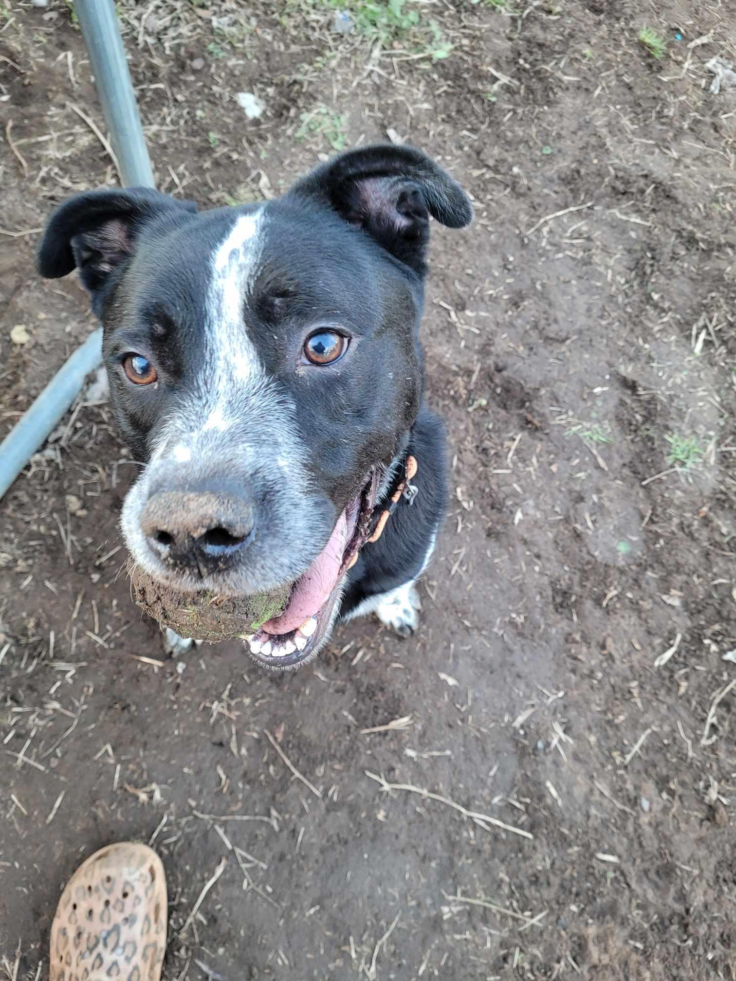Tyson, a Adoptable mixed breed in Newcastle, OK image 2/6
