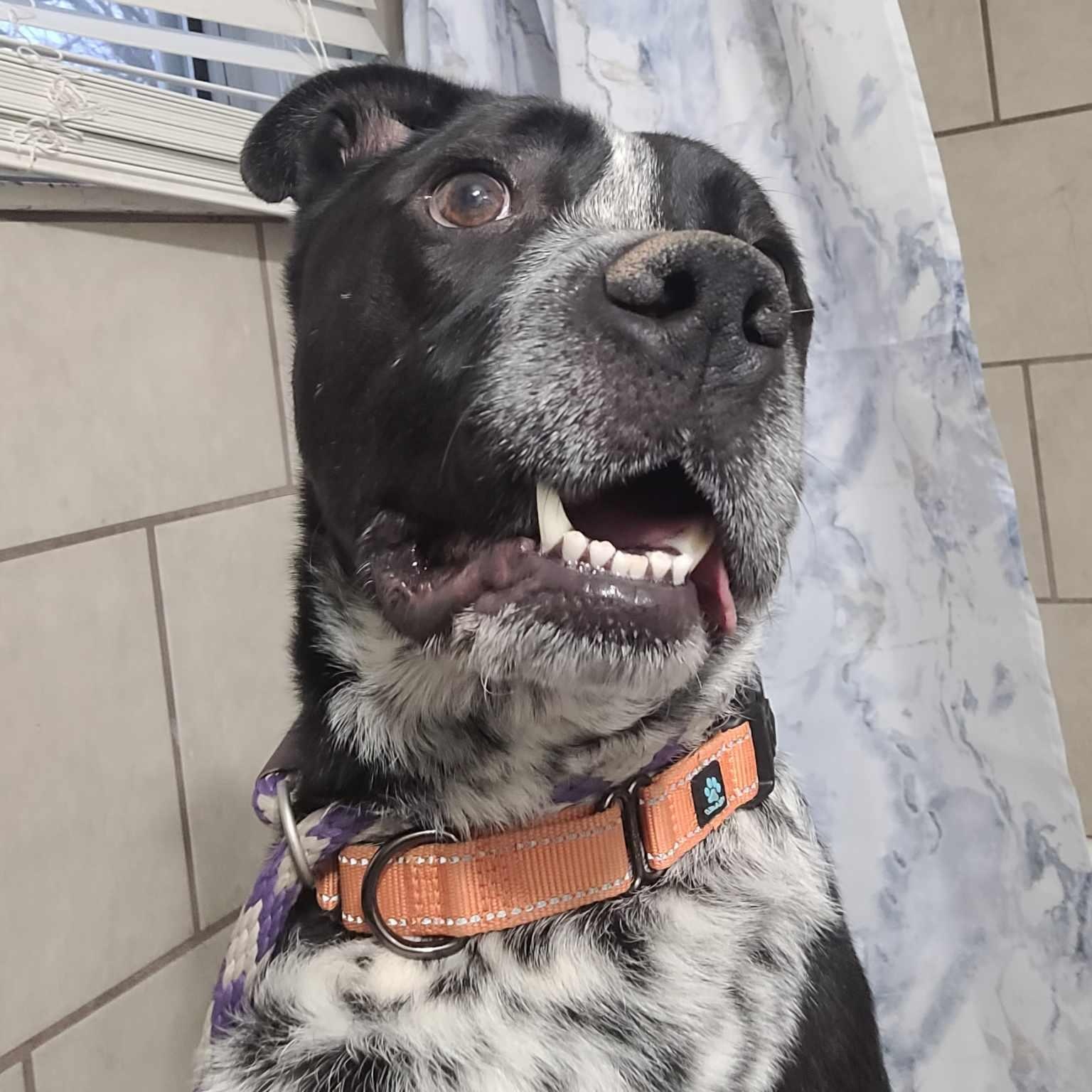 Tyson, a Adoptable mixed breed in Newcastle, OK image 6/6