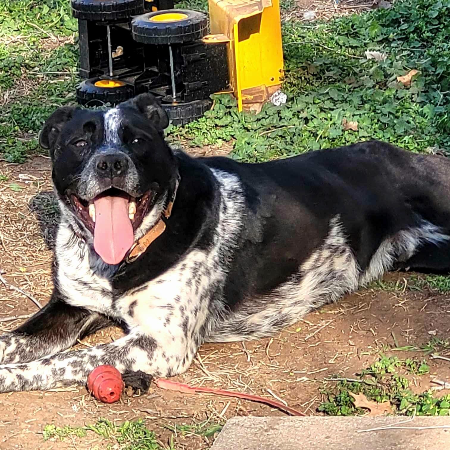 Tyson, Adoptable, Adult Male Australian Cattle Dog / Blue Heeler & Pit Bull Terrier.
