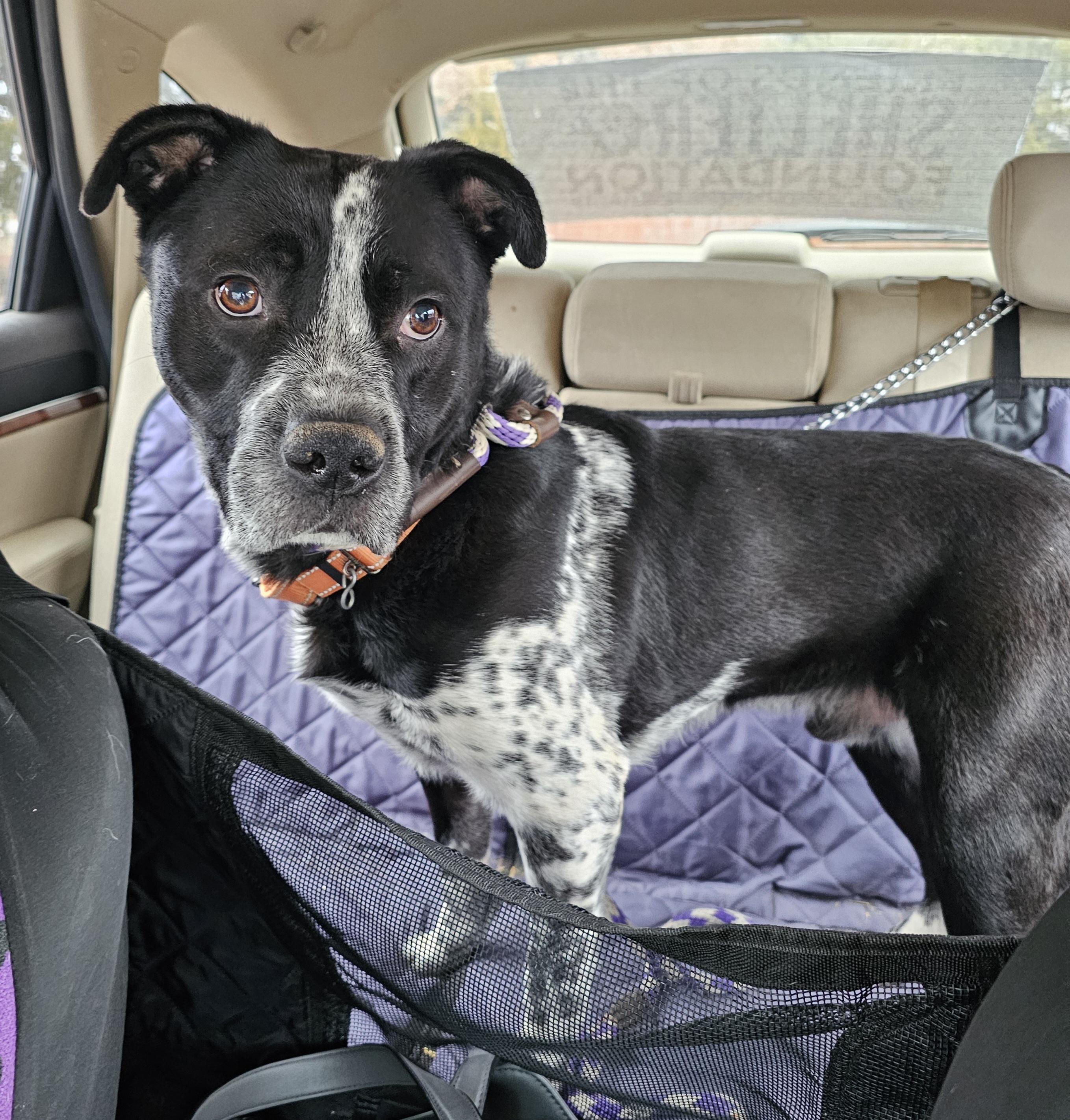 Tyson, a Adoptable mixed breed in Newcastle, OK image 3/6