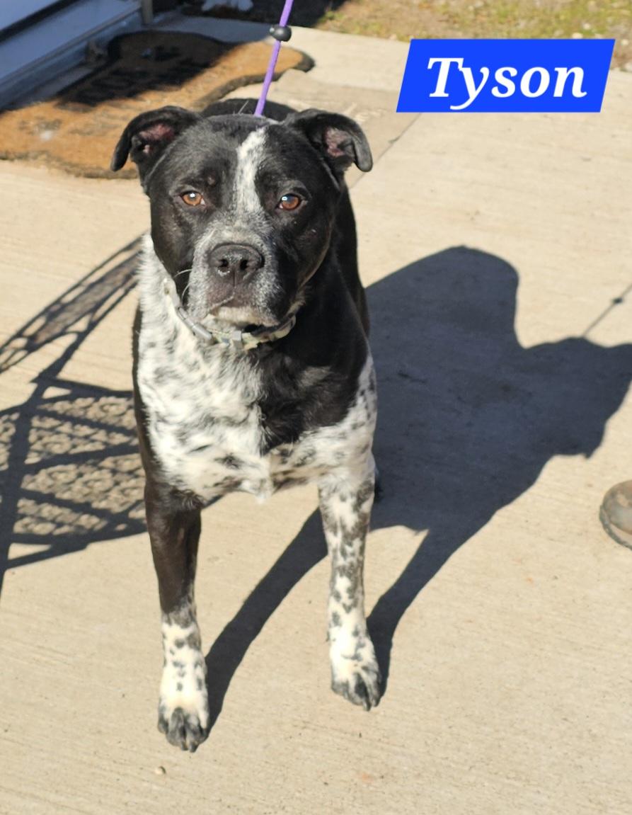 Tyson, a Adoptable mixed breed in Newcastle, OK image 4/6