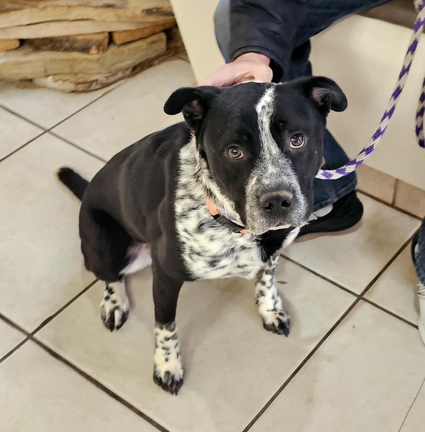 Tyson, a Adoptable mixed breed in Newcastle, OK image 5/6